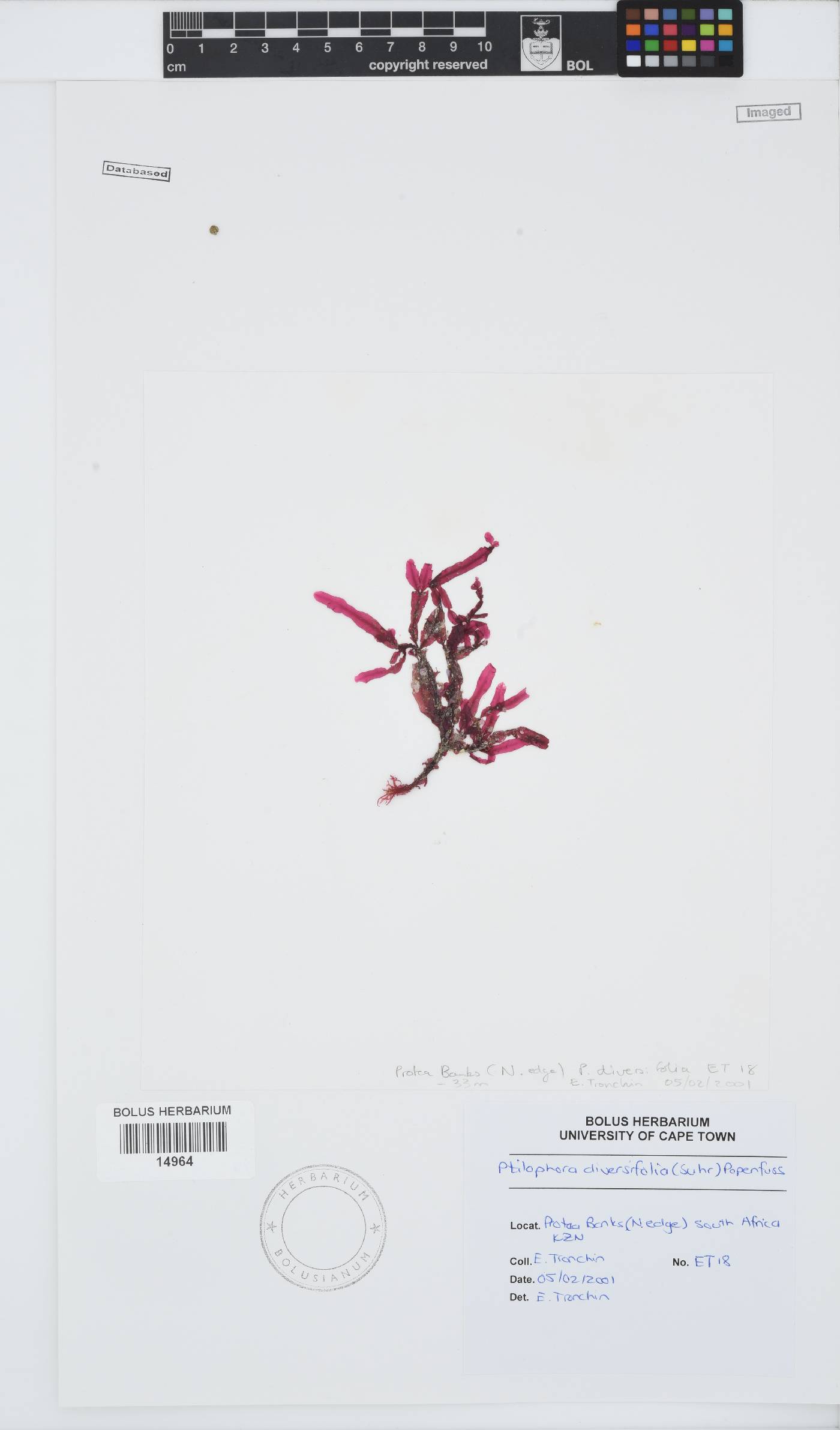 Ptilophora diversifolia image