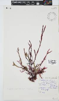 Ptilophora diversifolia image