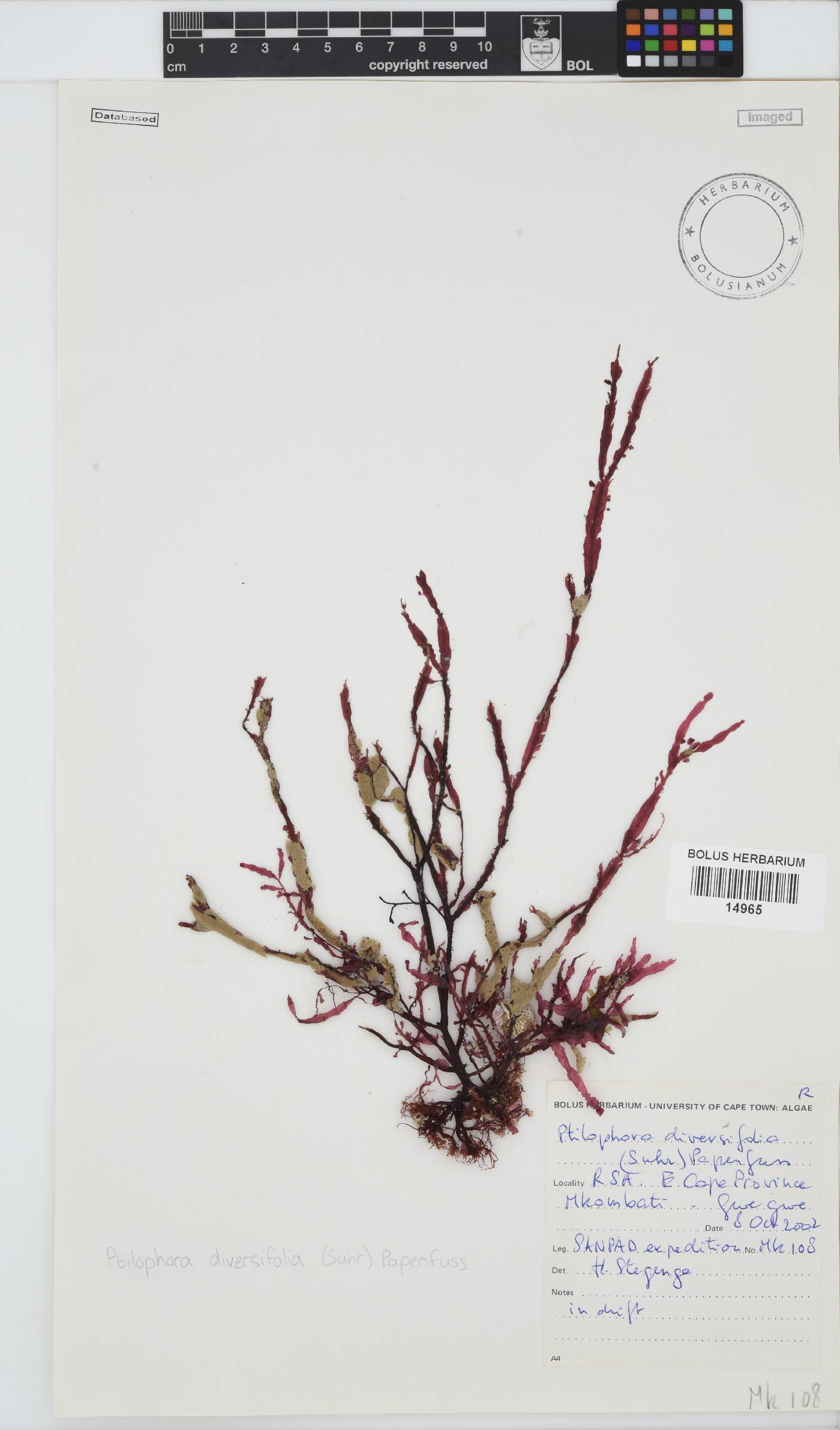 Ptilophora diversifolia image