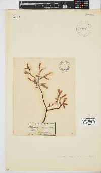 Ptilophora diversifolia image