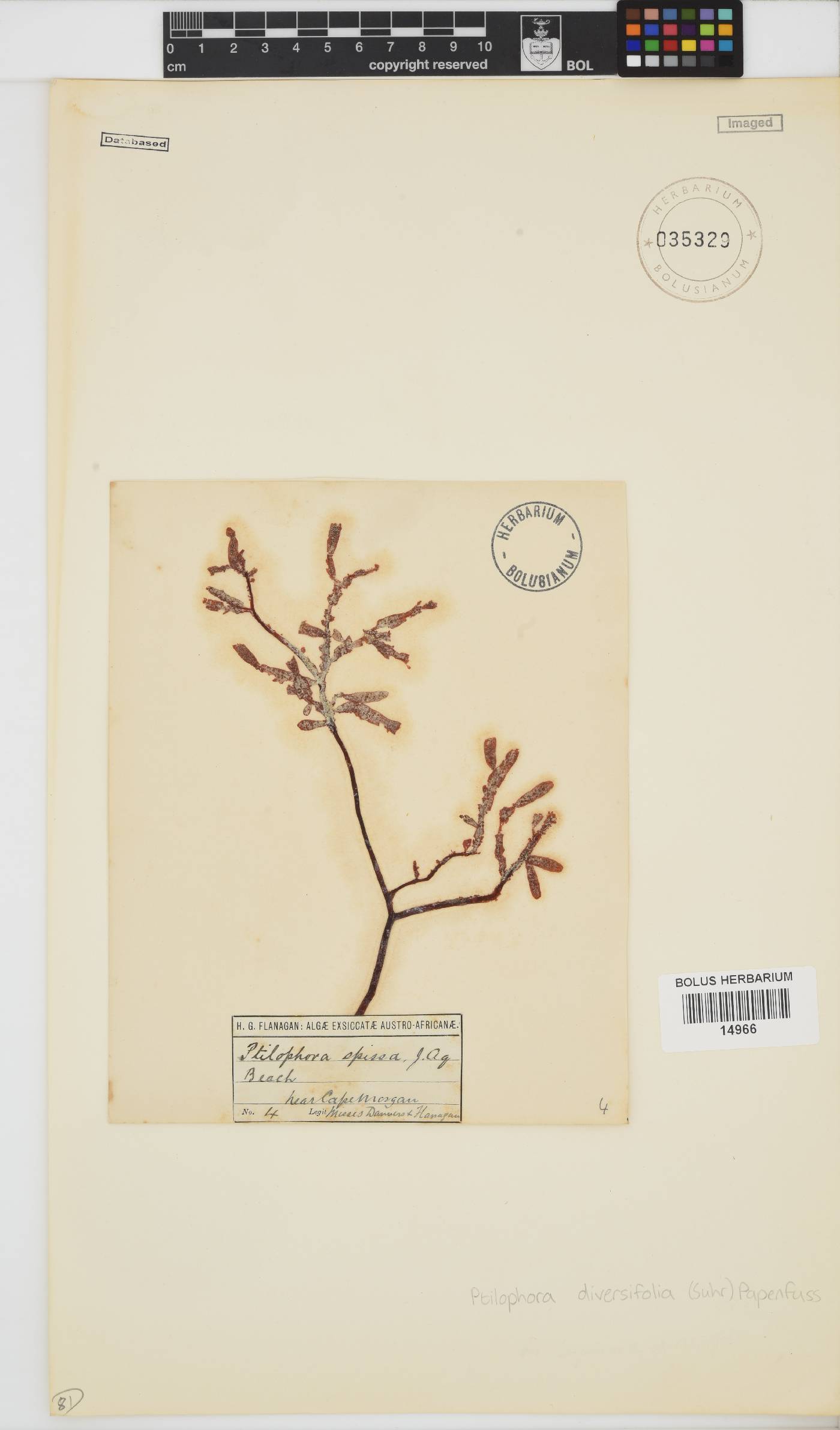 Ptilophora diversifolia image