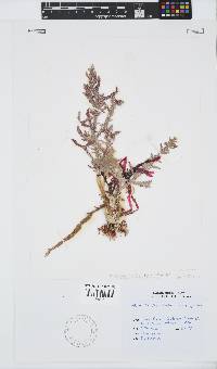 Ptilophora diversifolia image
