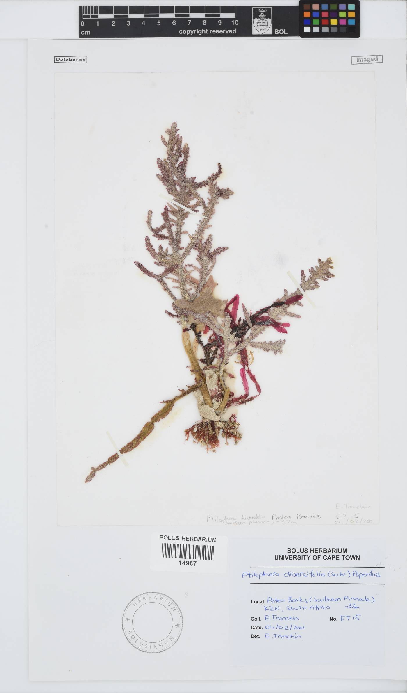 Ptilophora diversifolia image