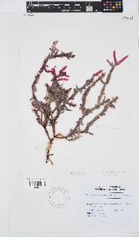 Ptilophora diversifolia image
