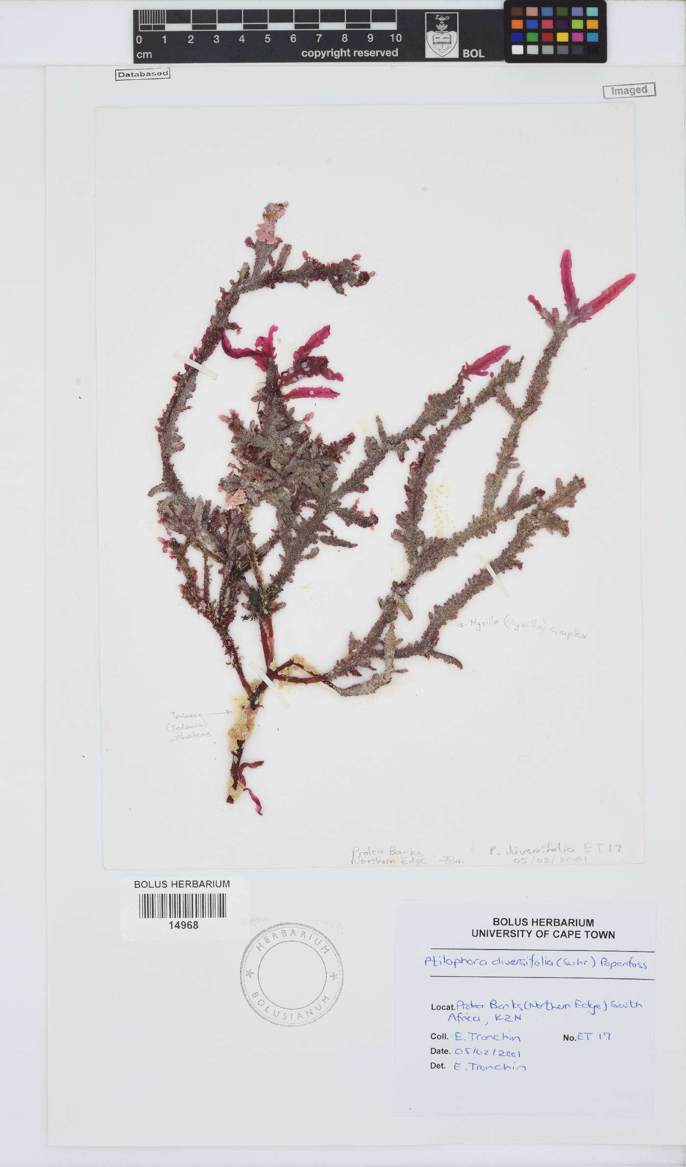 Ptilophora diversifolia image