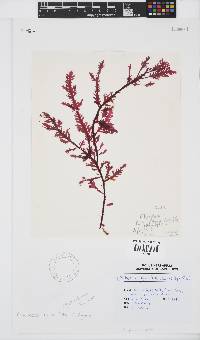 Ptilophora diversifolia image