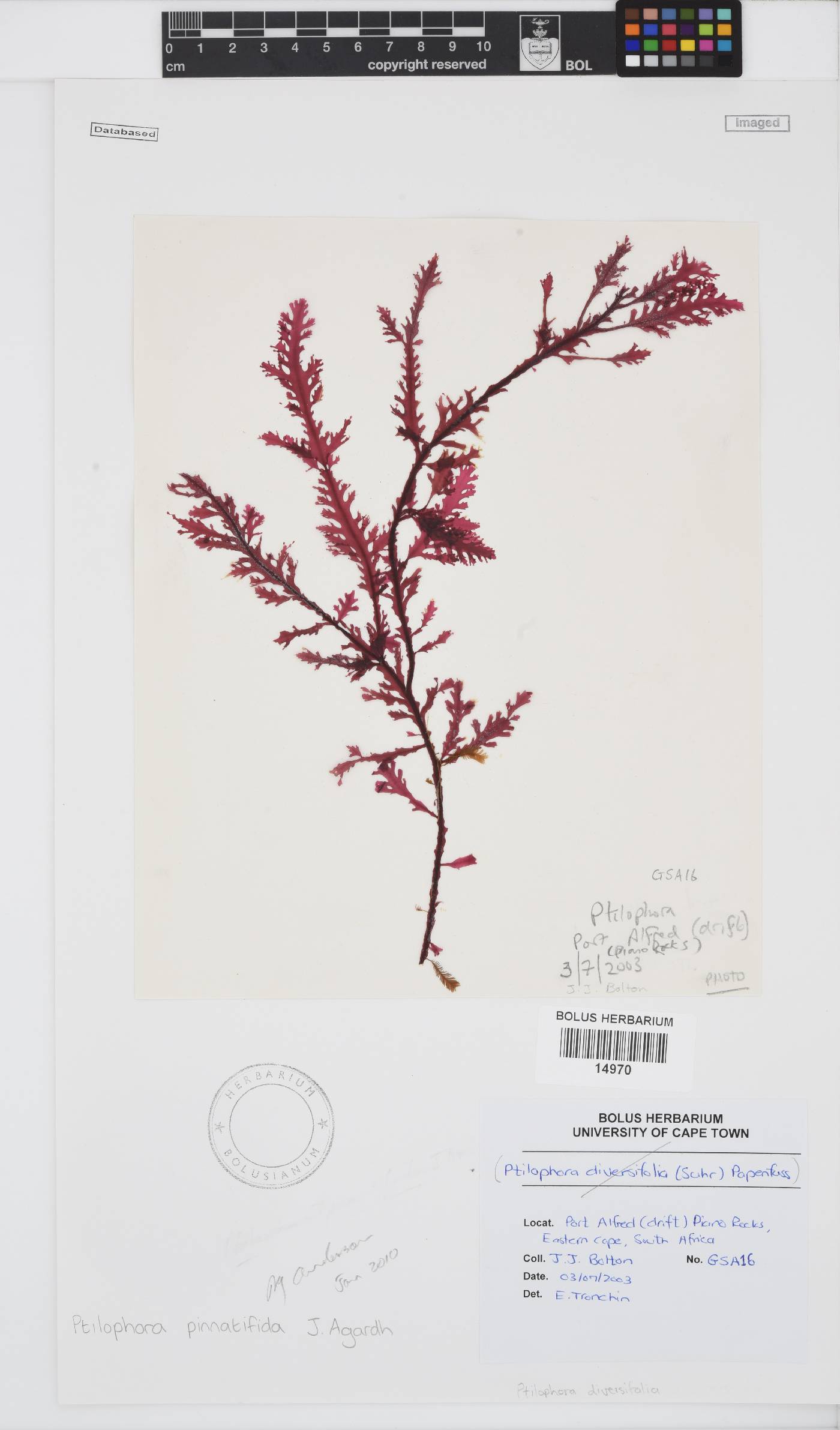 Ptilophora diversifolia image