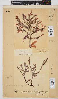 Ptilophora diversifolia image