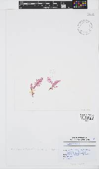 Image of Ptilophora hildebrandtii