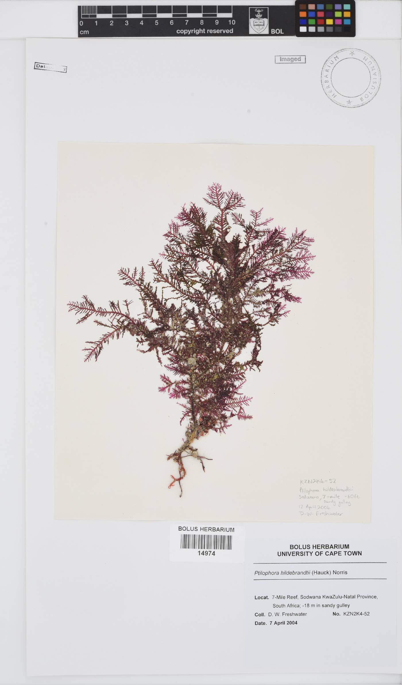 Ptilophora hildebrandtii image