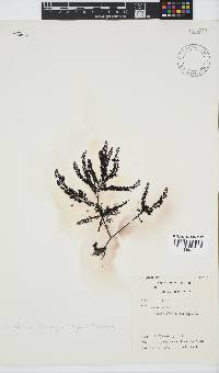 Pterosiphonia cloiophylla image