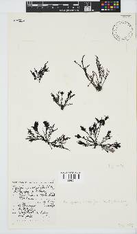 Pterosiphonia cloiophylla image