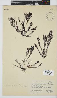 Pterosiphonia cloiophylla image