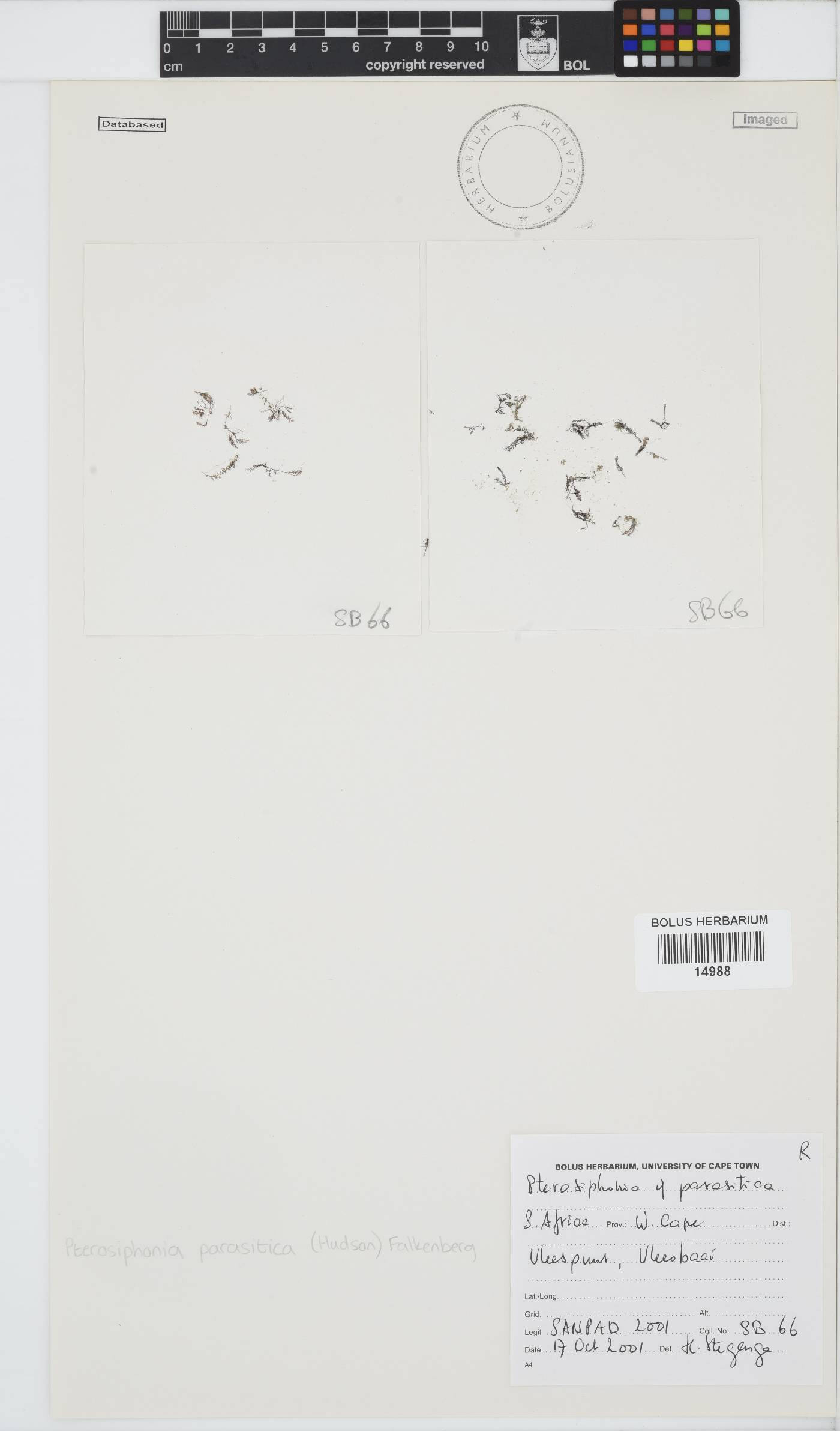 Deltalsia parasitica image
