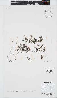 Symphyocladiella spinifera image