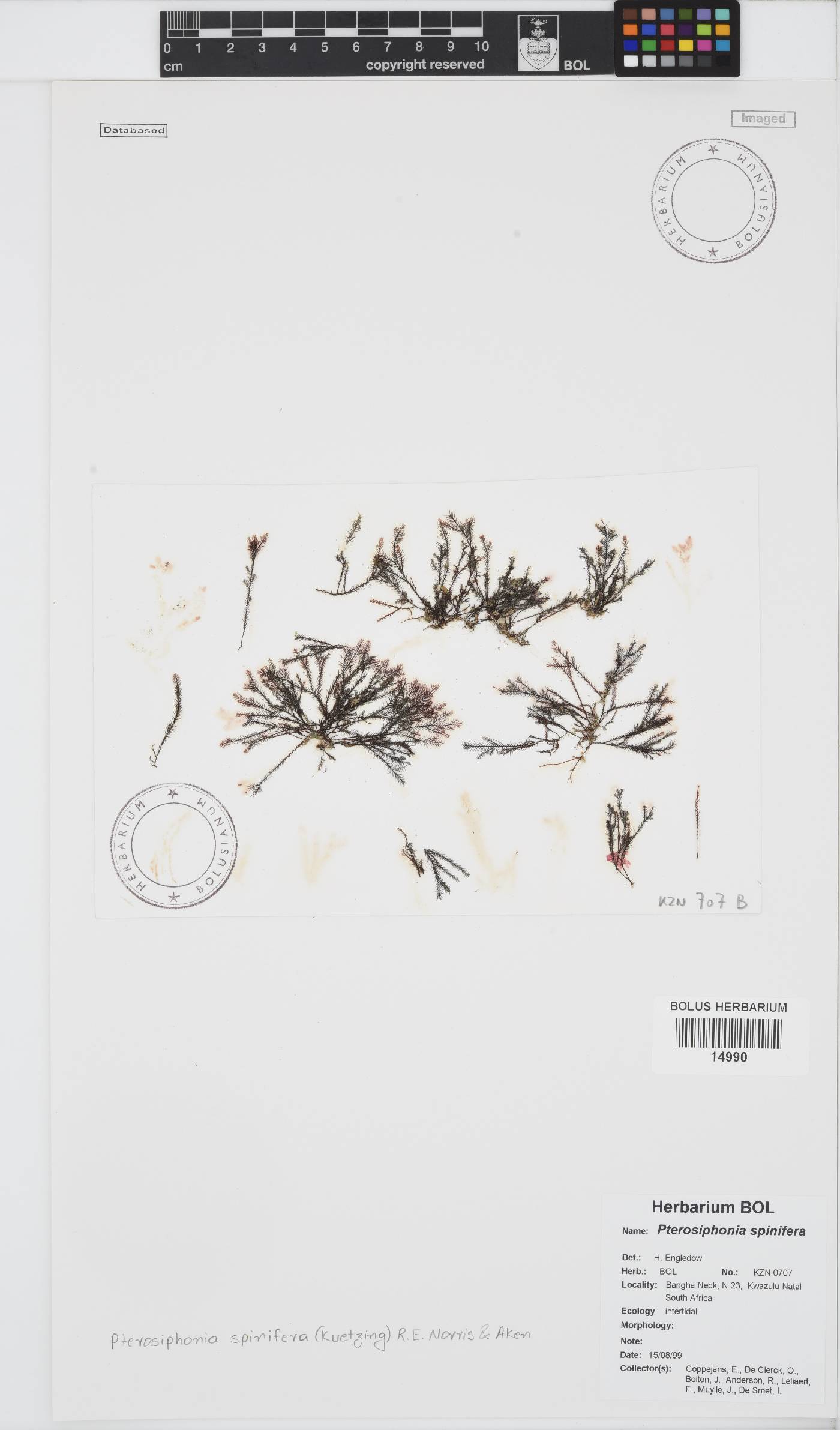 Symphyocladiella image