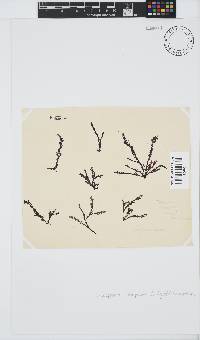 Pterosiphonia cloiophylla image