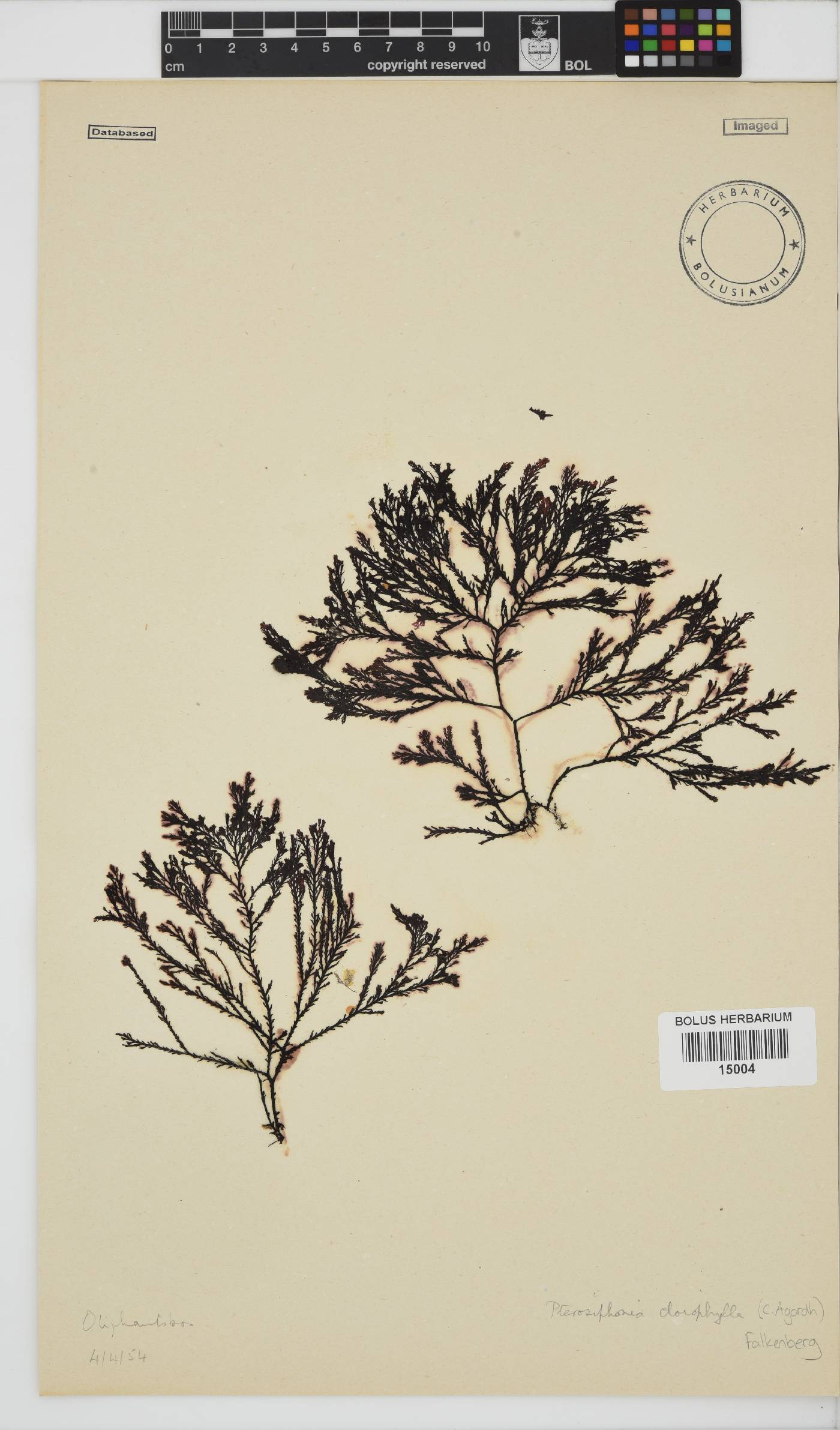 Pterosiphonia cloiophylla image
