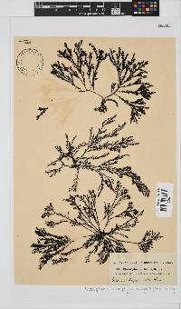 Pterosiphonia cloiophylla image