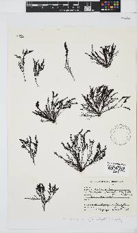 Pterosiphonia cloiophylla image