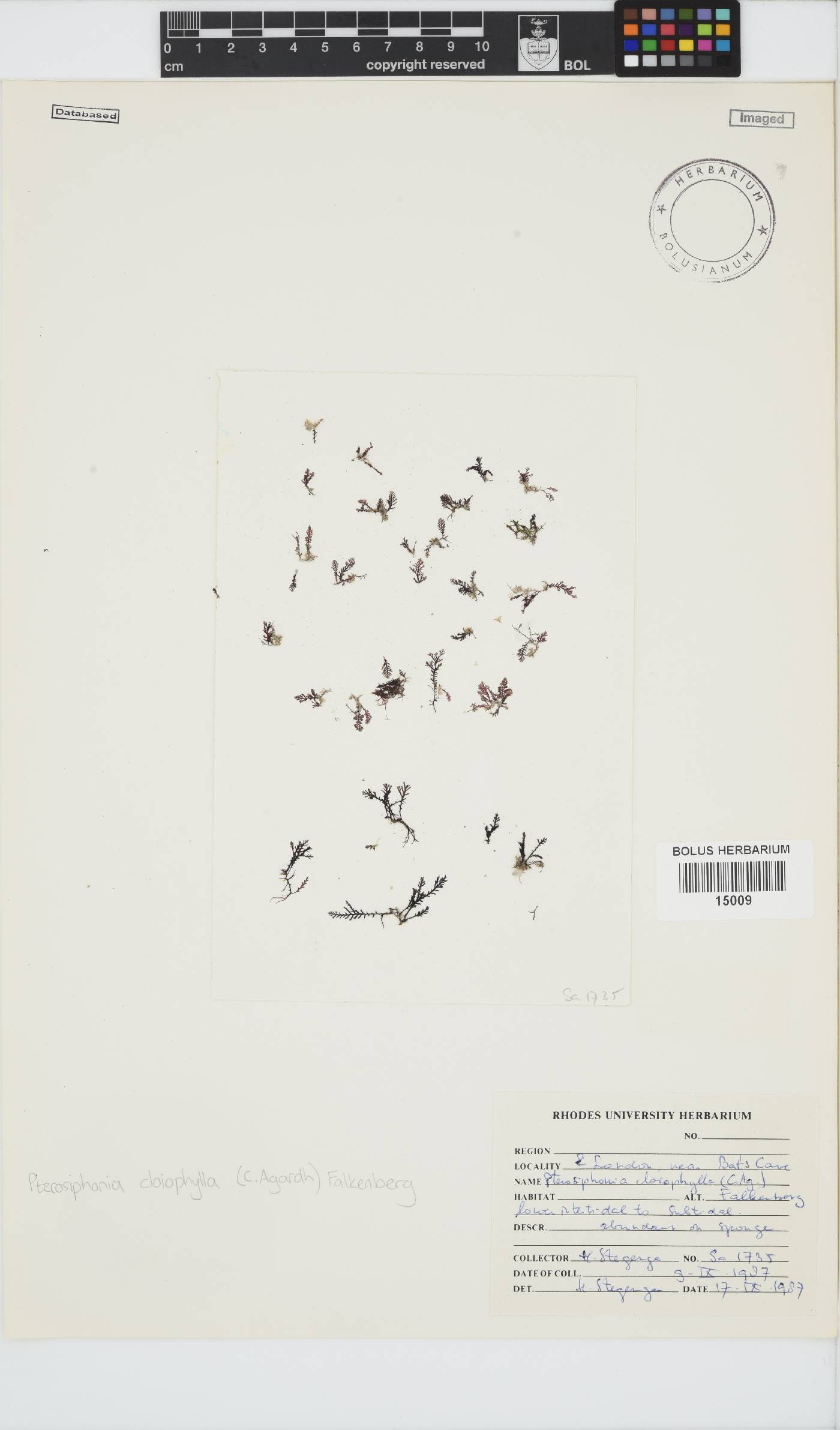 Pterosiphonia image