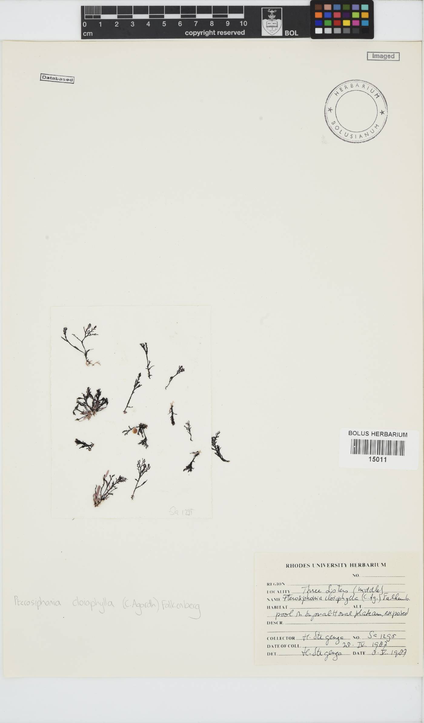 Pterosiphonia cloiophylla image