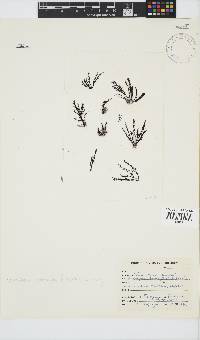 Pterosiphonia cloiophylla image