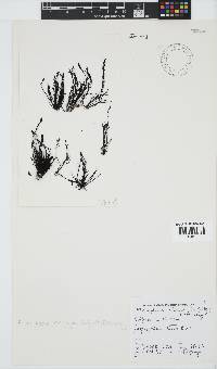 Pterosiphonia cloiophylla image