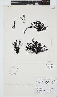 Pterosiphonia cloiophylla image
