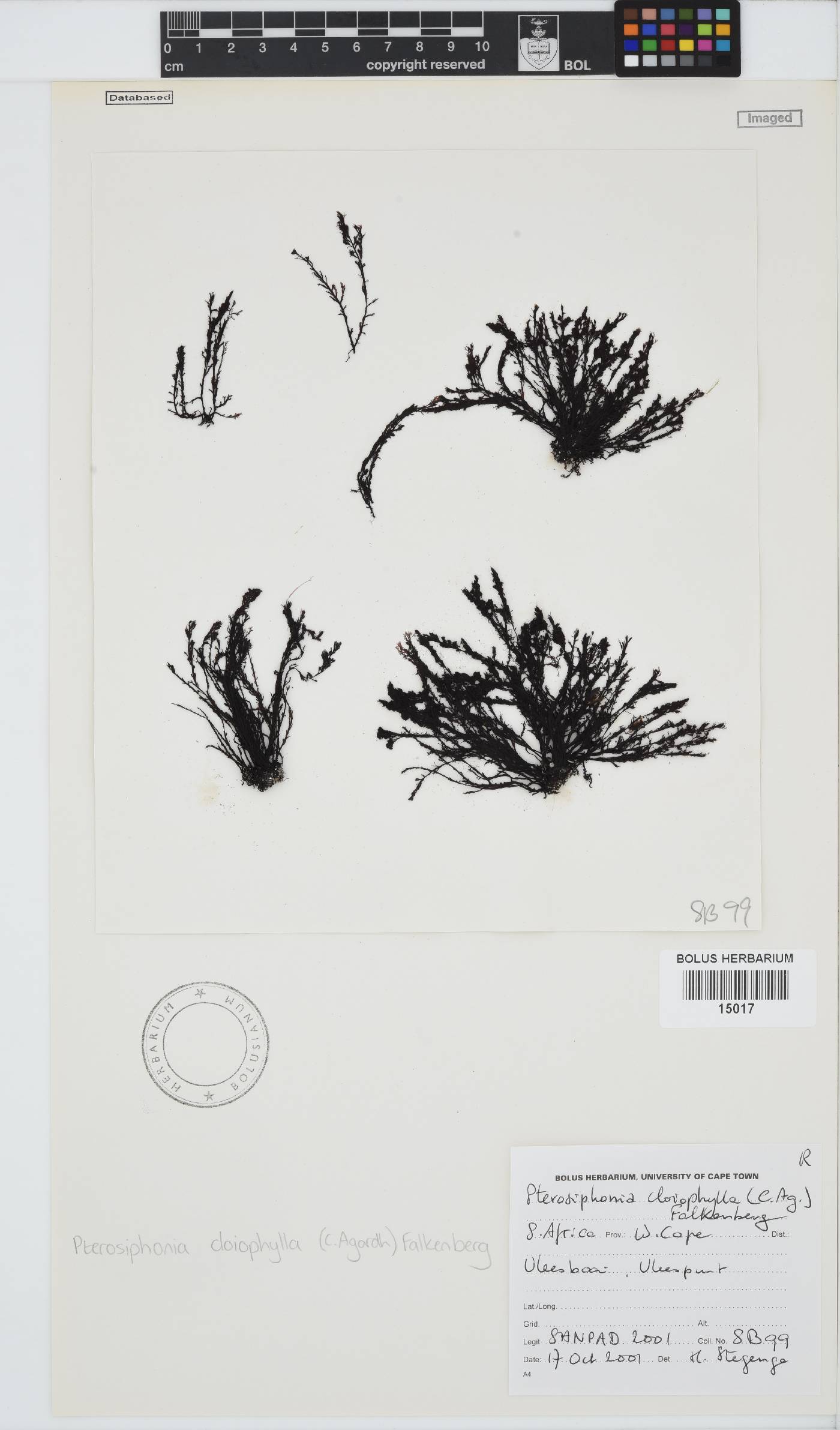Pterosiphonia cloiophylla image