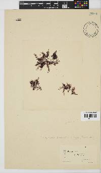 Pterosiphonia cloiophylla image