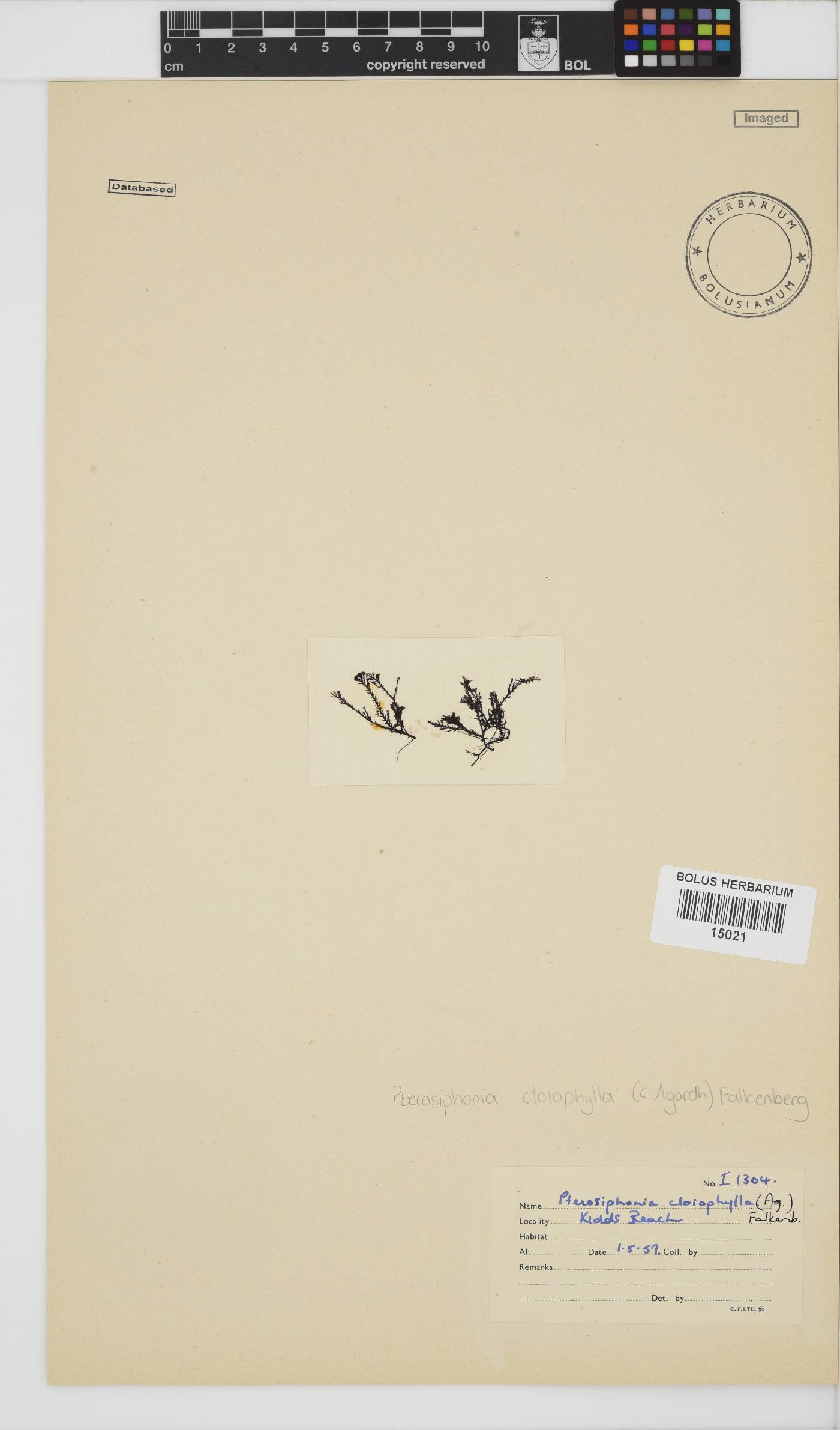Pterosiphonia cloiophylla image