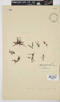 Pterosiphonia cloiophylla image
