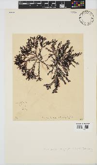 Pterosiphonia cloiophylla image