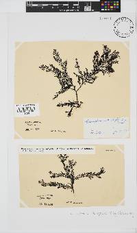 Pterosiphonia cloiophylla image