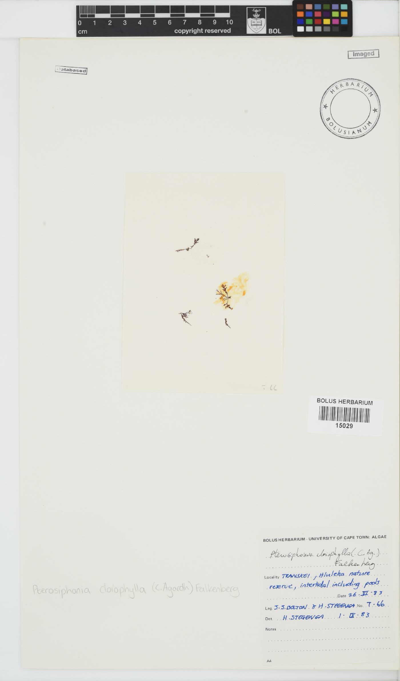 Pterosiphonia image