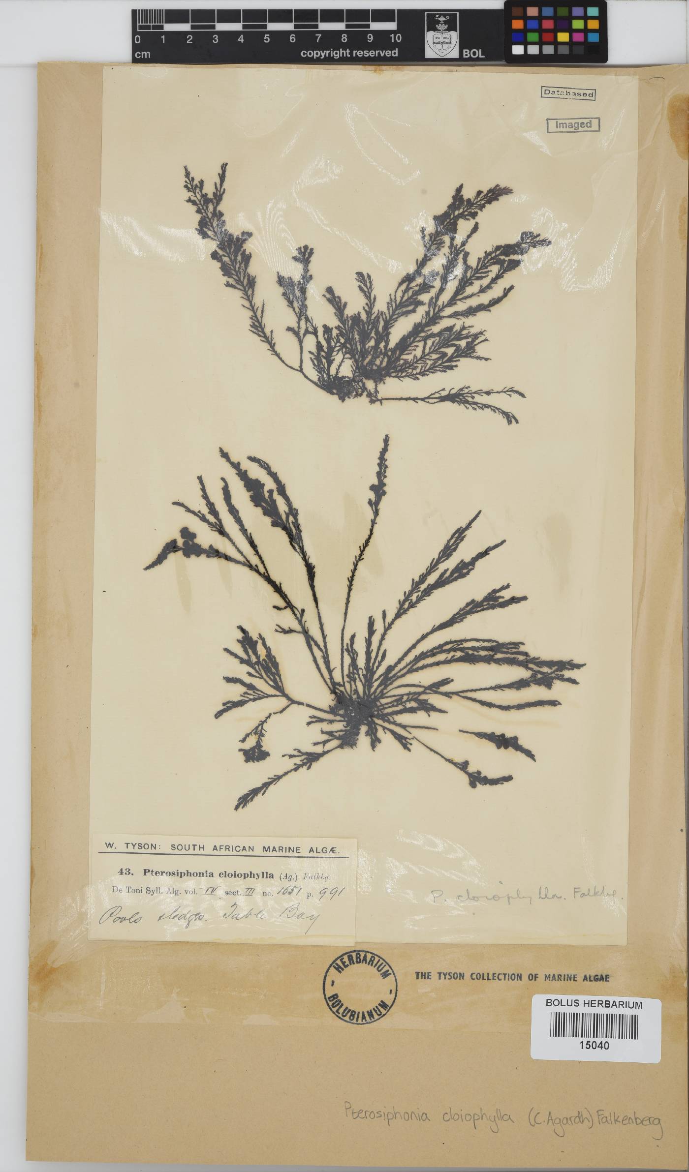 Pterosiphonia cloiophylla image