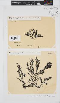 Pterosiphonia cloiophylla image