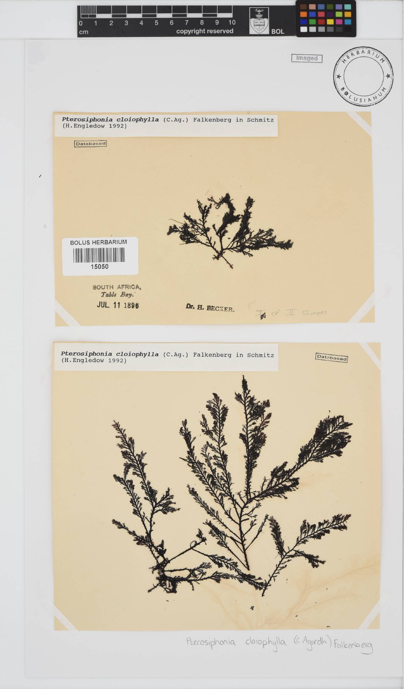 Pterosiphonia cloiophylla image