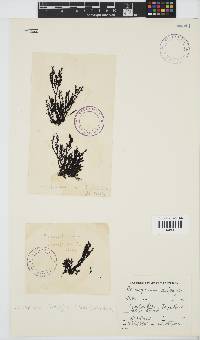 Pterosiphonia cloiophylla image