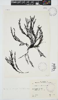 Pterosiphonia cloiophylla image