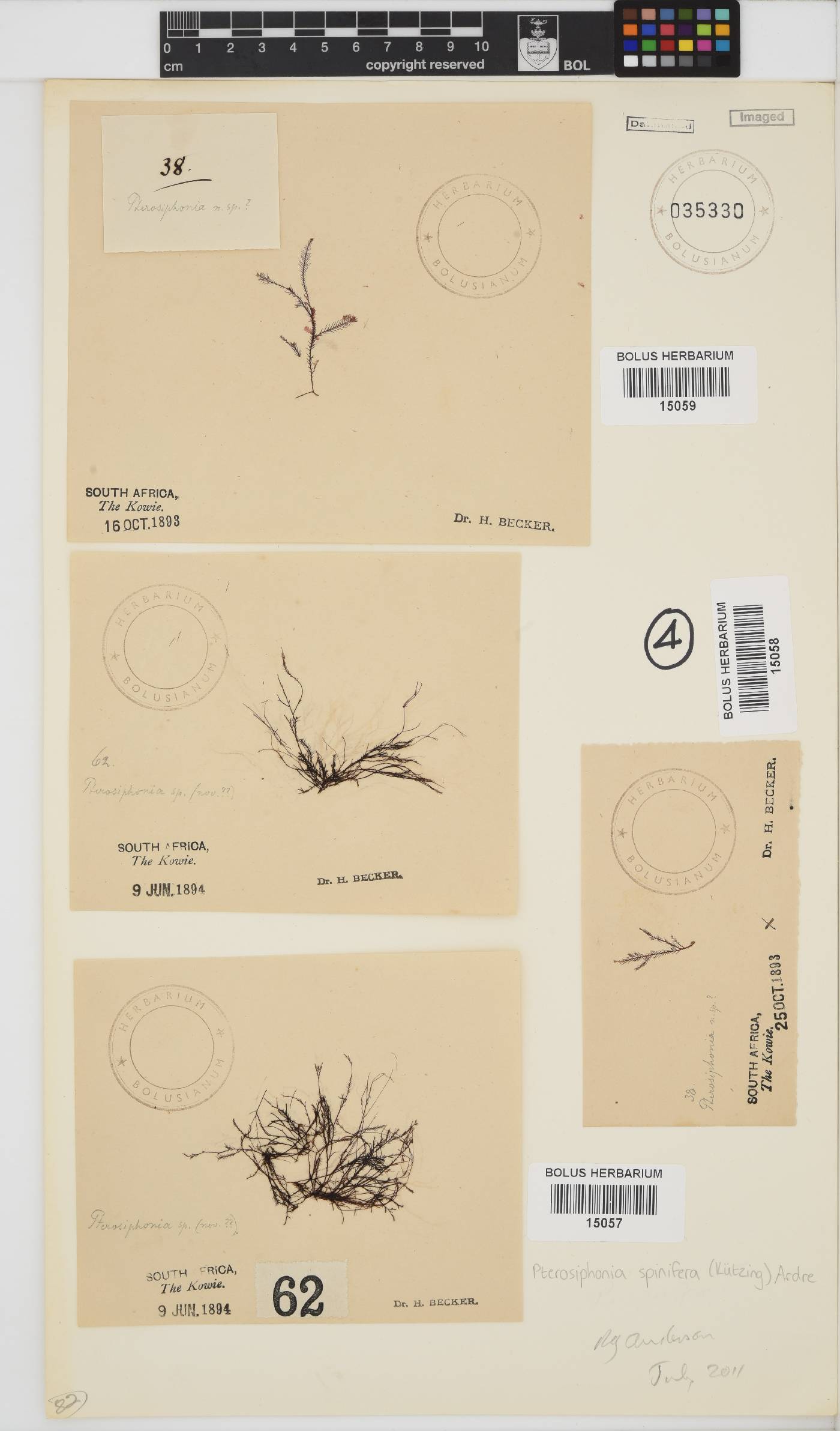 Symphyocladiella spinifera image