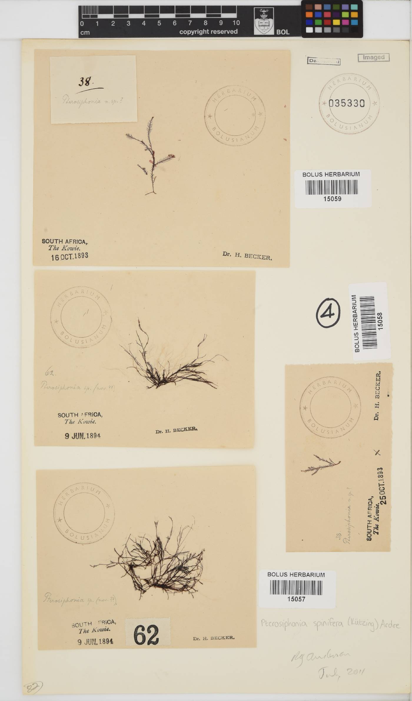 Symphyocladiella spinifera image