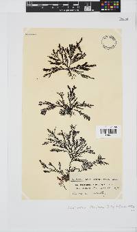 Pterosiphonia cloiophylla image