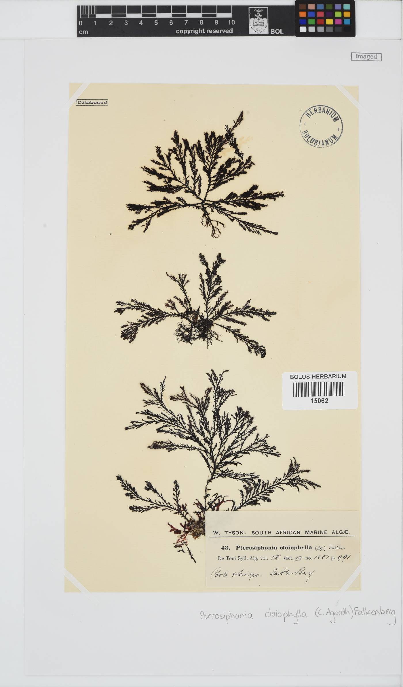 Pterosiphonia image