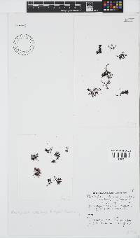 Pterosiphonia cloiophylla image