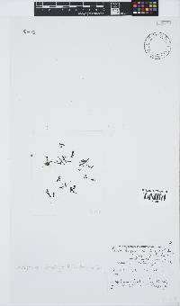 Pterosiphonia cloiophylla image