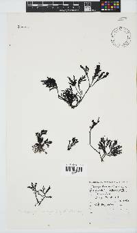 Pterosiphonia cloiophylla image