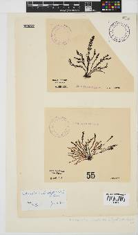 Pterosiphonia cloiophylla image
