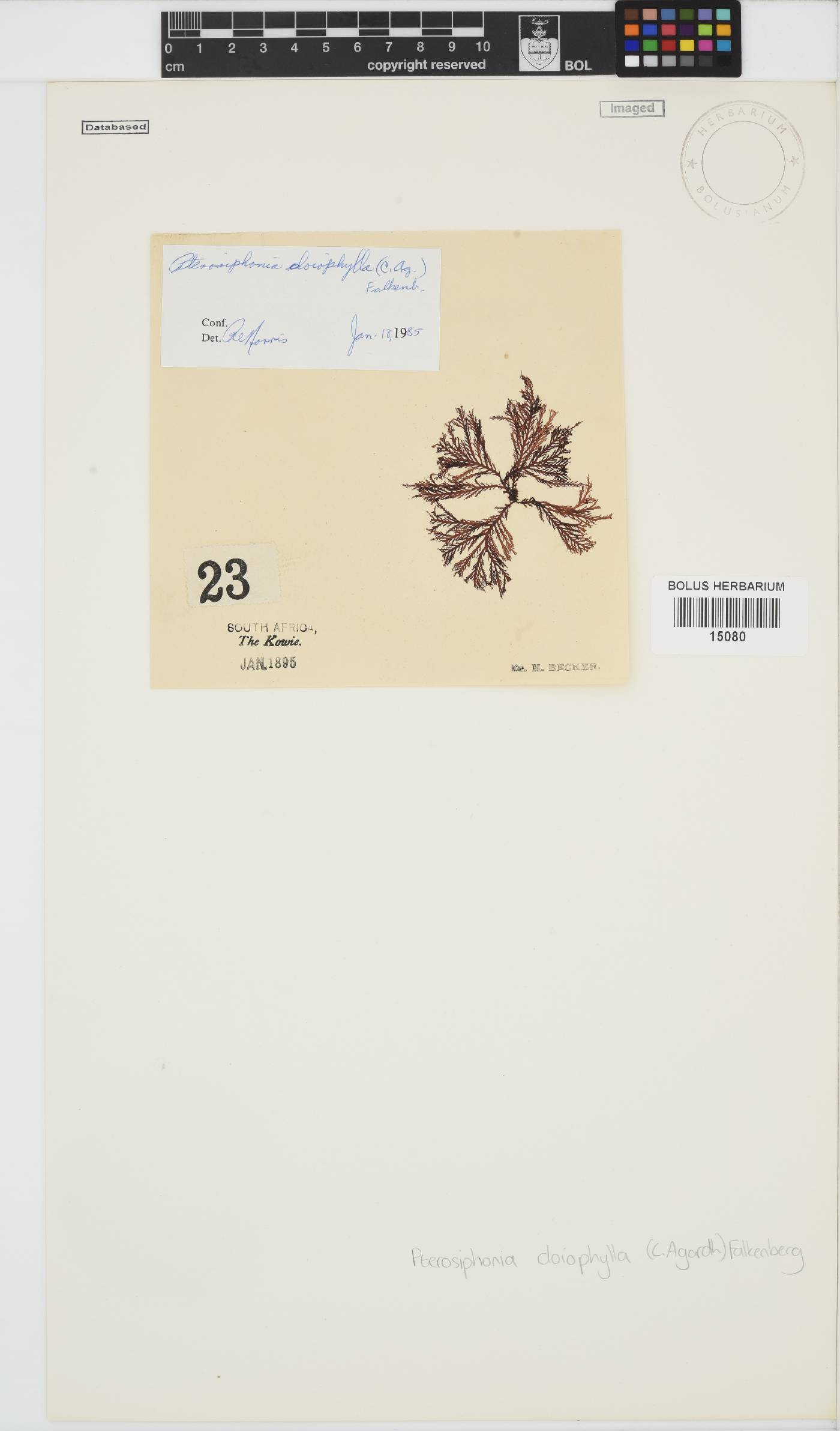 Pterosiphonia cloiophylla image